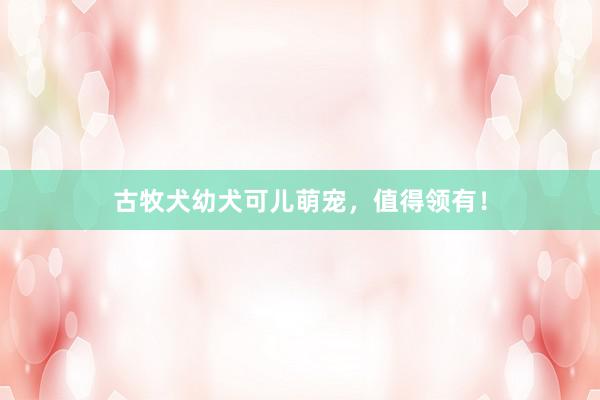 古牧犬幼犬可儿萌宠，值得领有！